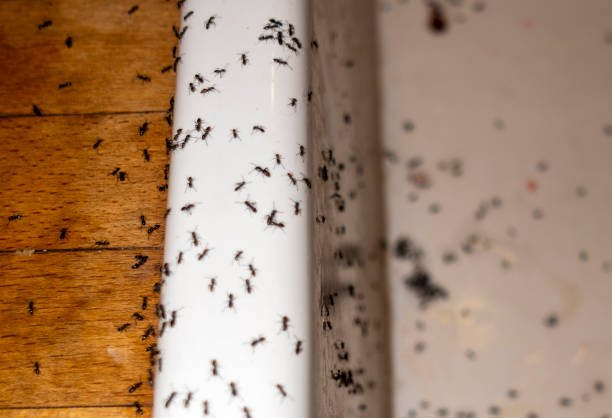 Best Pest Control Treatment  in Fobes Hill, WA